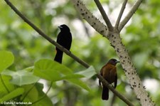 Passerinitangare (Ramphocelus passerinii) im Nationalpark Cahuita, Costa Rica