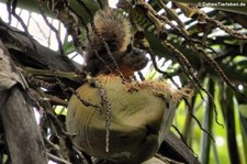 Rotschwanzhörnchen (Sciurus granatensis) im Nationalpark Cahuita, Costa Rica