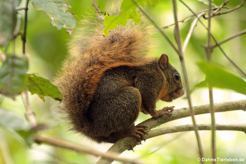 Rotschwanzhörnchen (Sciurus granatensis)