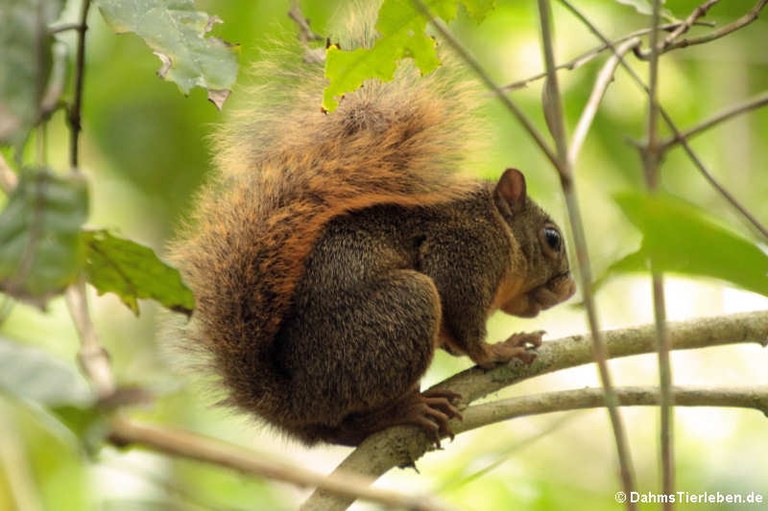 Sciurus granatensis