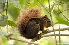 Rotschwanzhörnchen (Sciurus granatensis) im Nationalpark Cahuita, Costa Rica