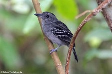 Westlicher Tropfenameisenwürger (Thamnophilus atrinucha atrinucha) im Nationalpark Cahuita, Costa Rica