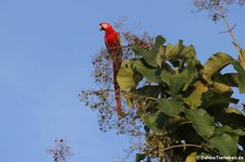 Hellroter Ara (Ara macao macao) im Nationalpark Carara, Costa Rica