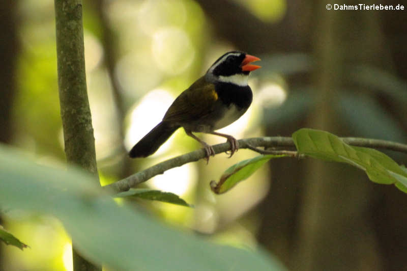 Goldschnabel-Buschammer (Arremon aurantiirostris aurantiirostris)