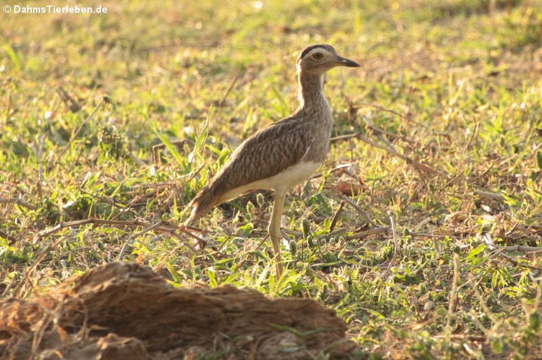 Hesperoburhinus bistriatus bistriatus