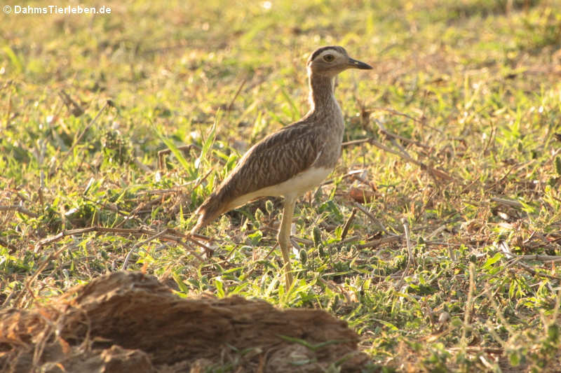 Dominikanertriel (Burhinus bistriatus bistriatus)