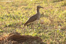 Hesperoburhinus bistriatus bistriatus-2