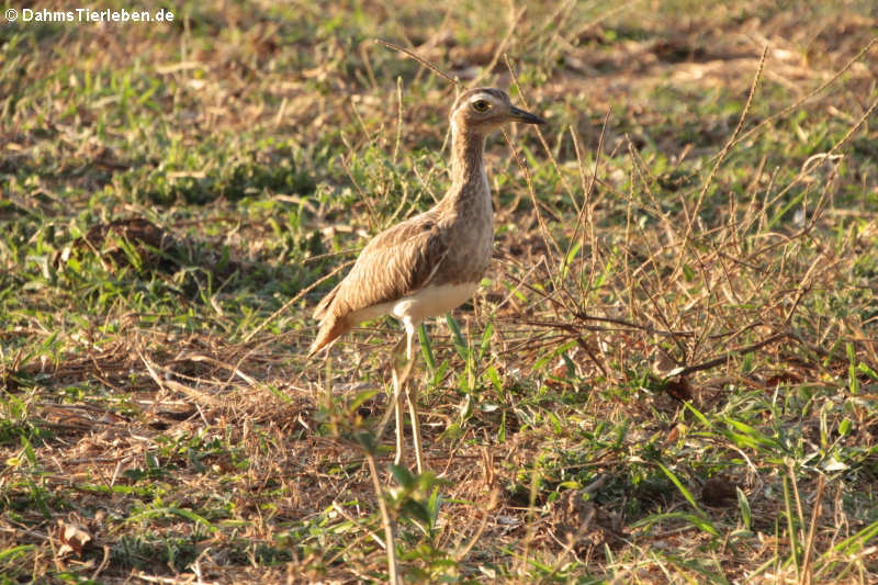 Burhinus bistriatus bistriatus