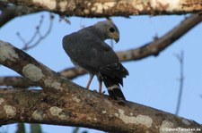 Graubussard (Buteo plagiatus) im Nationalpark Carara, Costa Rica