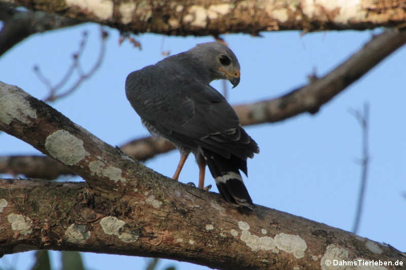 Graubussard (Buteo plagiatus)