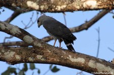 Graubussard (Buteo plagiatus) im Nationalpark Carara, Costa Rica