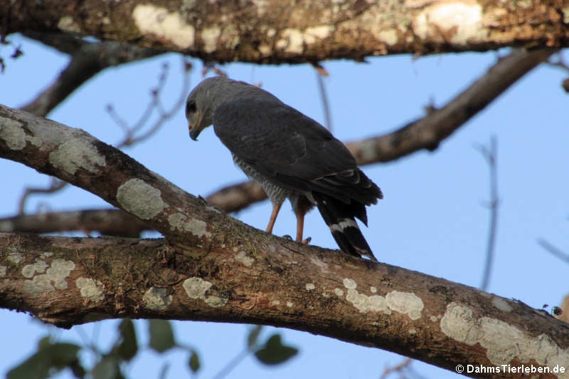 Buteo plagiatus