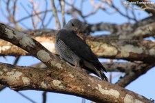 Graubussard (Buteo plagiatus) im Nationalpark Carara, Costa Rica