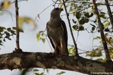 Graubussard (Buteo plagiatus) im Nationalpark Carara, Costa Rica