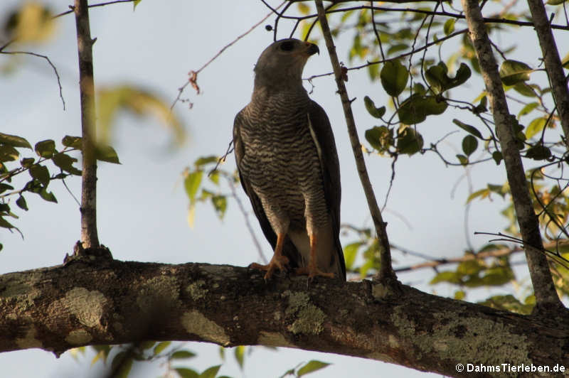 Buteo plagiatus