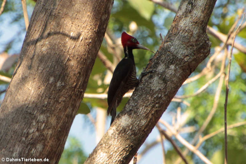 Campephilus guatemalensis guatemalensis