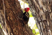 Königspecht (Campephilus guatemalensis guatemalensis) im Nationalpark Carara, Costa Rica