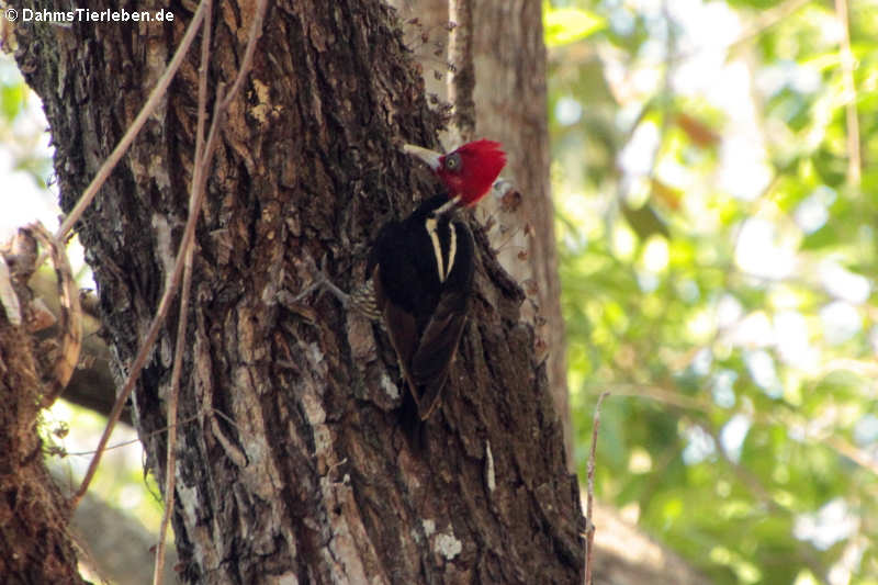 Königspecht Campephilus guatemalensis guatemalensis-1