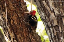 Königspecht (Campephilus guatemalensis guatemalensis) im Nationalpark Carara, Costa Rica