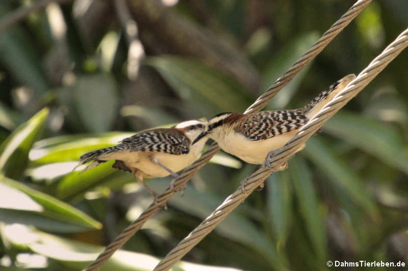 Campylorhynchus rufinucha