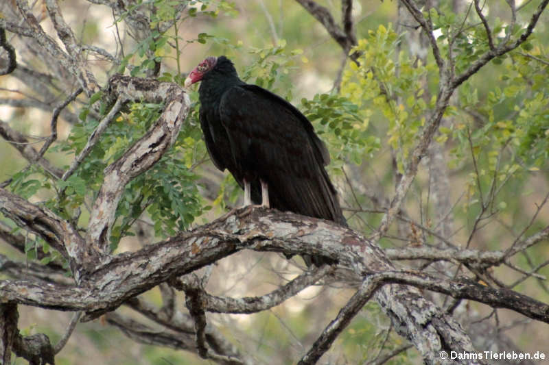 Truthahngeier (Cathartes aura aura)