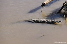 Spitzkrokodil (Crocodylus acutus) am Rio Tárcoles, Costa Rica