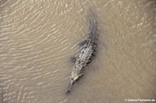 Spitzkrokodil (Crocodylus acutus) am Rio Tárcoles, Costa Rica