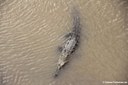 Crocodylus acutus