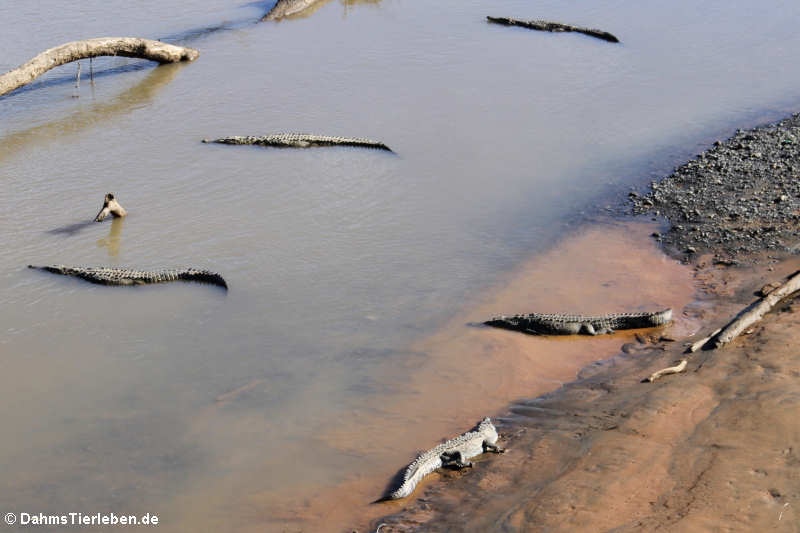 Crocodylus acutus