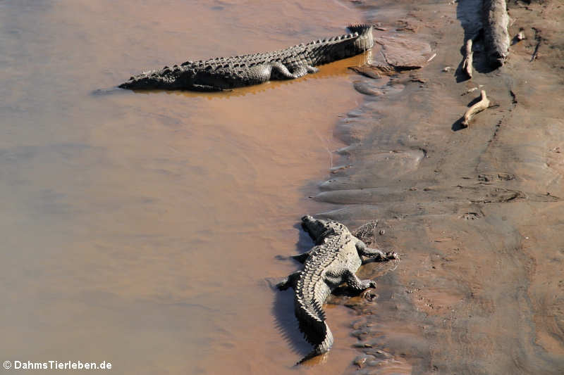 Spitzkrokodile (Crocodylus acutus) am Rio Tárcoles
