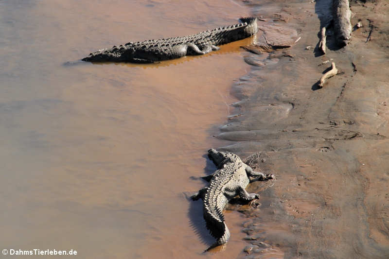 Crocodylus acutus