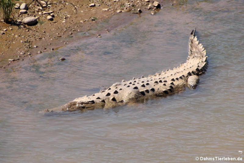 Spitzkrokodil (Crocodylus acutus) am Rio Tárcoles