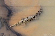 Spitzkrokodil (Crocodylus acutus) am Rio Tárcoles, Costa Rica