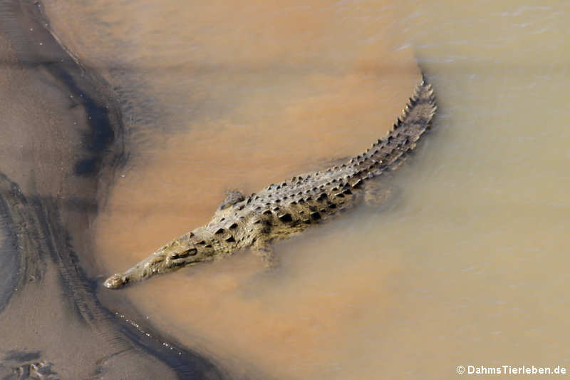 Spitzkrokodil (Crocodylus acutus) am Rio Tárcoles