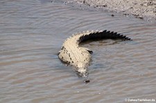 Spitzkrokodil (Crocodylus acutus) am Rio Tárcoles, Costa Rica