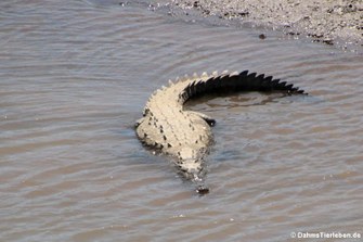 Spitzkrokodil (Crocodylus acutus) am Rio Tárcoles