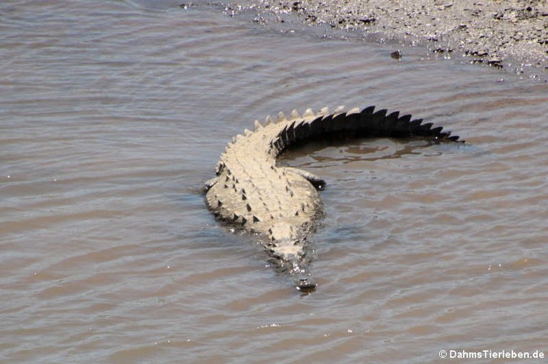 Crocodylus acutus