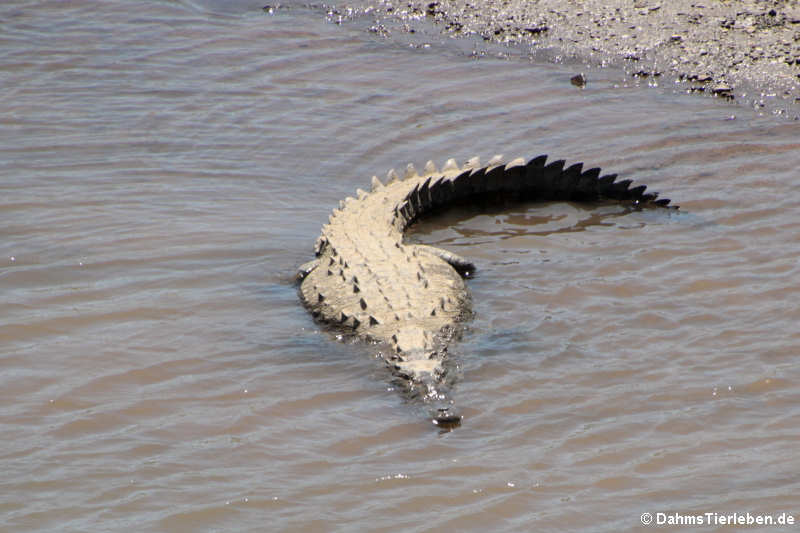 Spitzkrokodil (Crocodylus acutus) am Rio Tárcoles