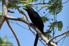 Riefenschnabelani (Crotophaga sulcirostris) im Nationalpark Carara, Costa Rica