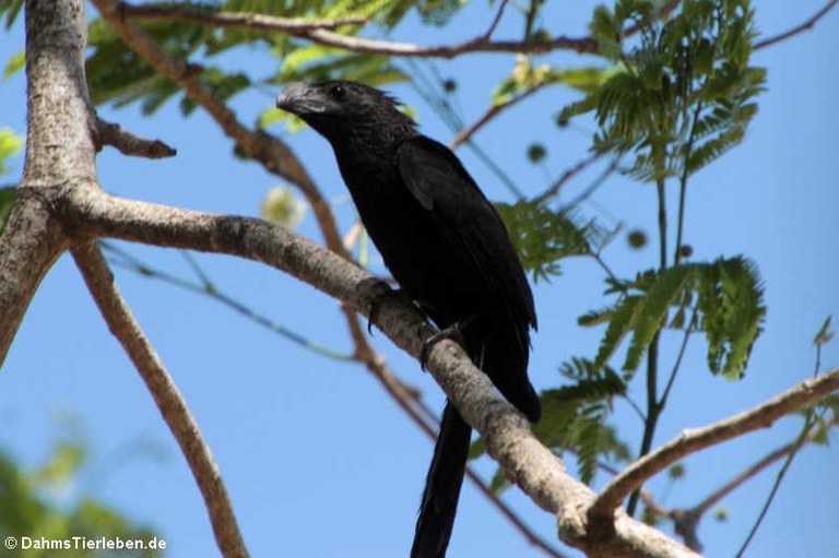 Crotophaga sulcirostris