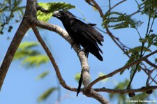 Riefenschnabelani (Crotophaga sulcirostris) im Nationalpark Carara, Costa Rica