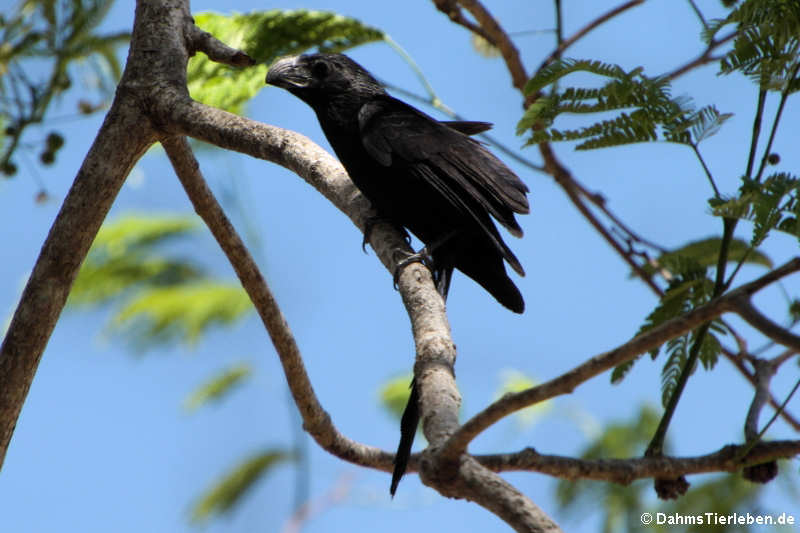 Riefenschnabelani (Crotophaga sulcirostris)