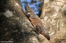 Schwarzer Leguan (Ctenosaura similis) in Costa Rica