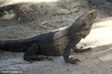 Schwarzer Leguan (Ctenosaura similis) in Costa Rica