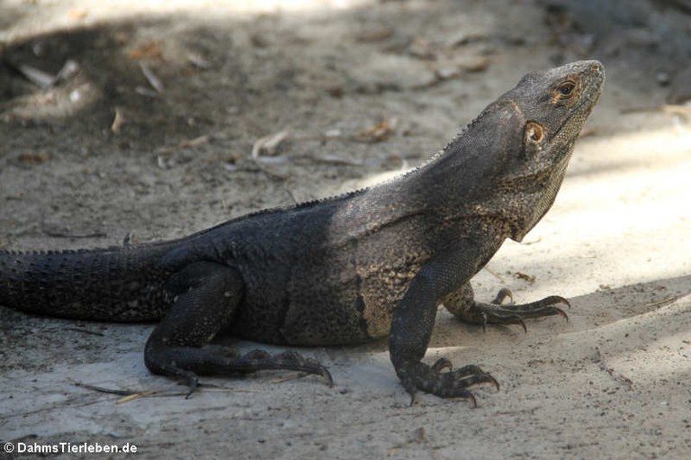 Ctenosaura similis