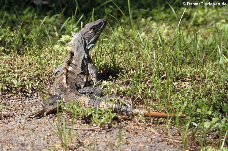 Ctenosaura similis