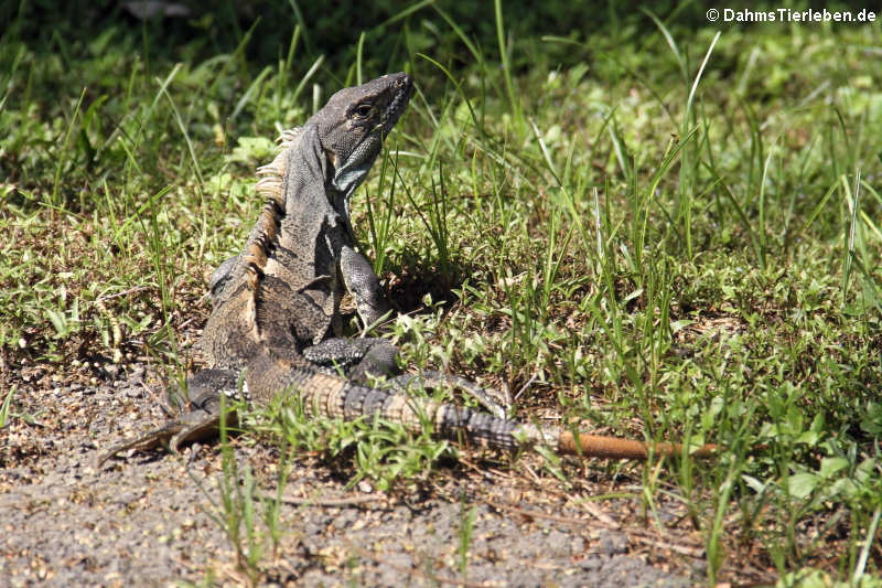 Schwarzer Leguan (Ctenosaura similis)