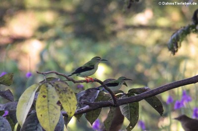 Türkisnaschvögel (Cyanerpes cyaneus) 