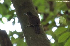 Rostkappen-Baumsteiger (Dendrocincla homochroa acedesta) im Nationalpark Carara, Costa Rica