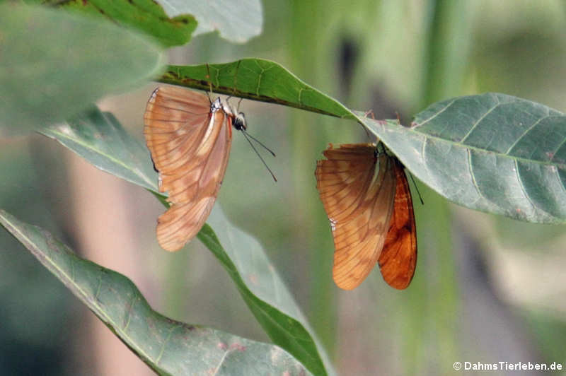 Julia Falter (Dryas iulia)